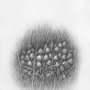 HONGOS